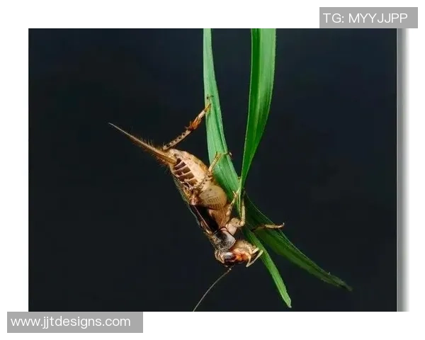 世界昆虫大赛盛大开启日本埼玉吸引全球昆虫爱好者齐聚一堂